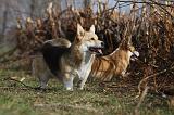 CORGI PEMBROKE 844